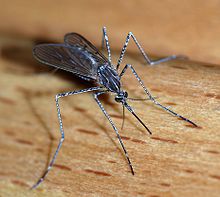 Mosquitoes transmit West Nile