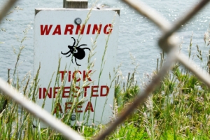 Ticks Populations increase